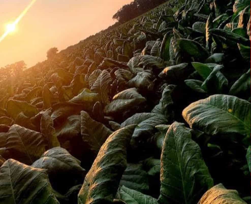 The iconic Connecticut River Valley, a verdant expanse cradling the heart of tobacco farms