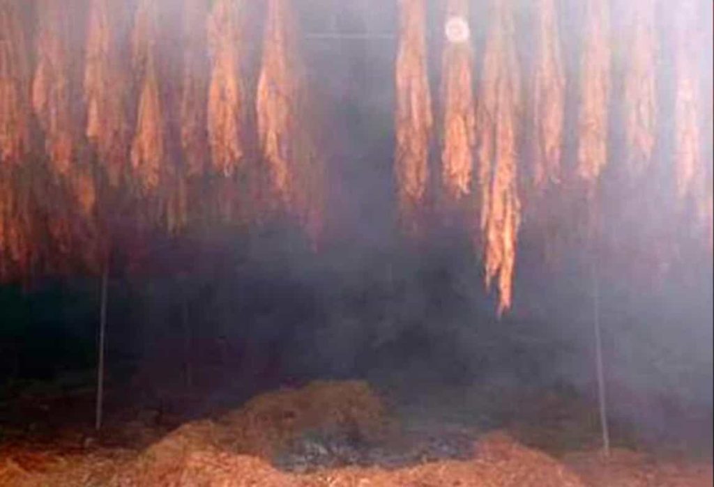 Syrian tobacco undergoing the ritual of smoke-curing